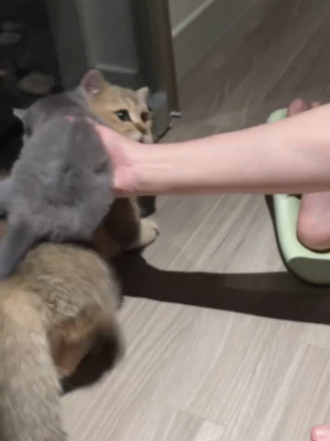 @Chonky World Of Cats