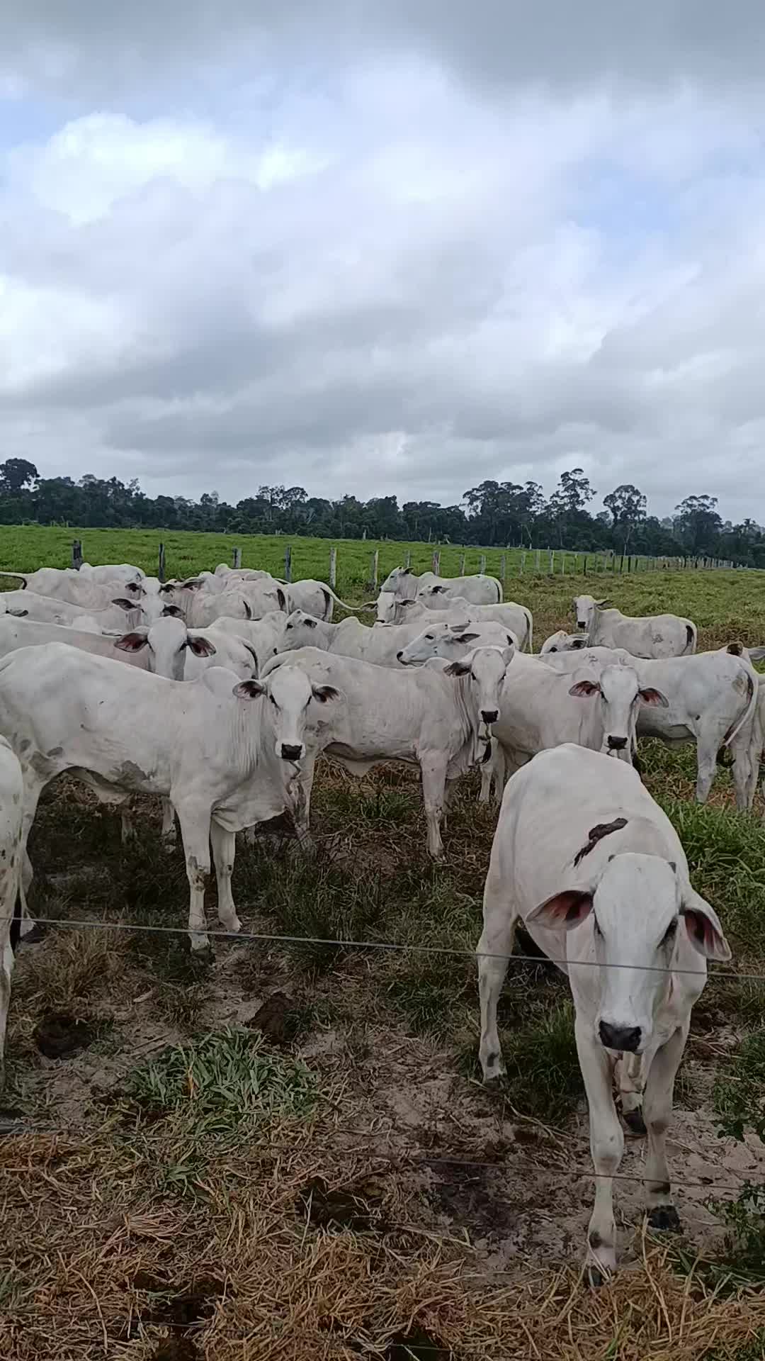 @Izaias Santos