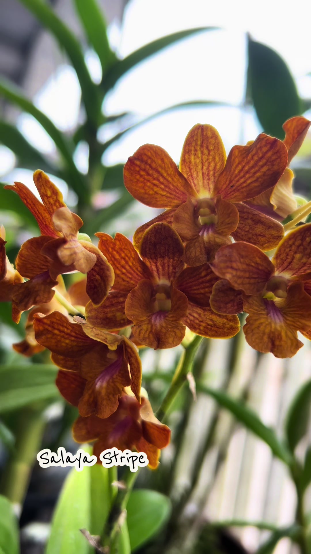 @Anggina Orchid