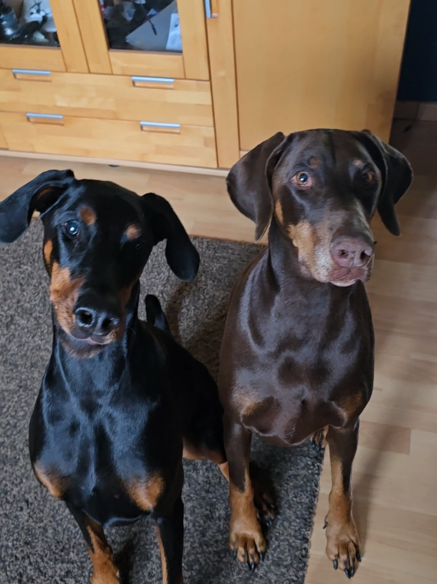 @dobermanndeutschland