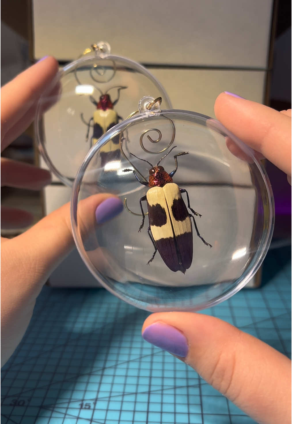 @FernsBugs