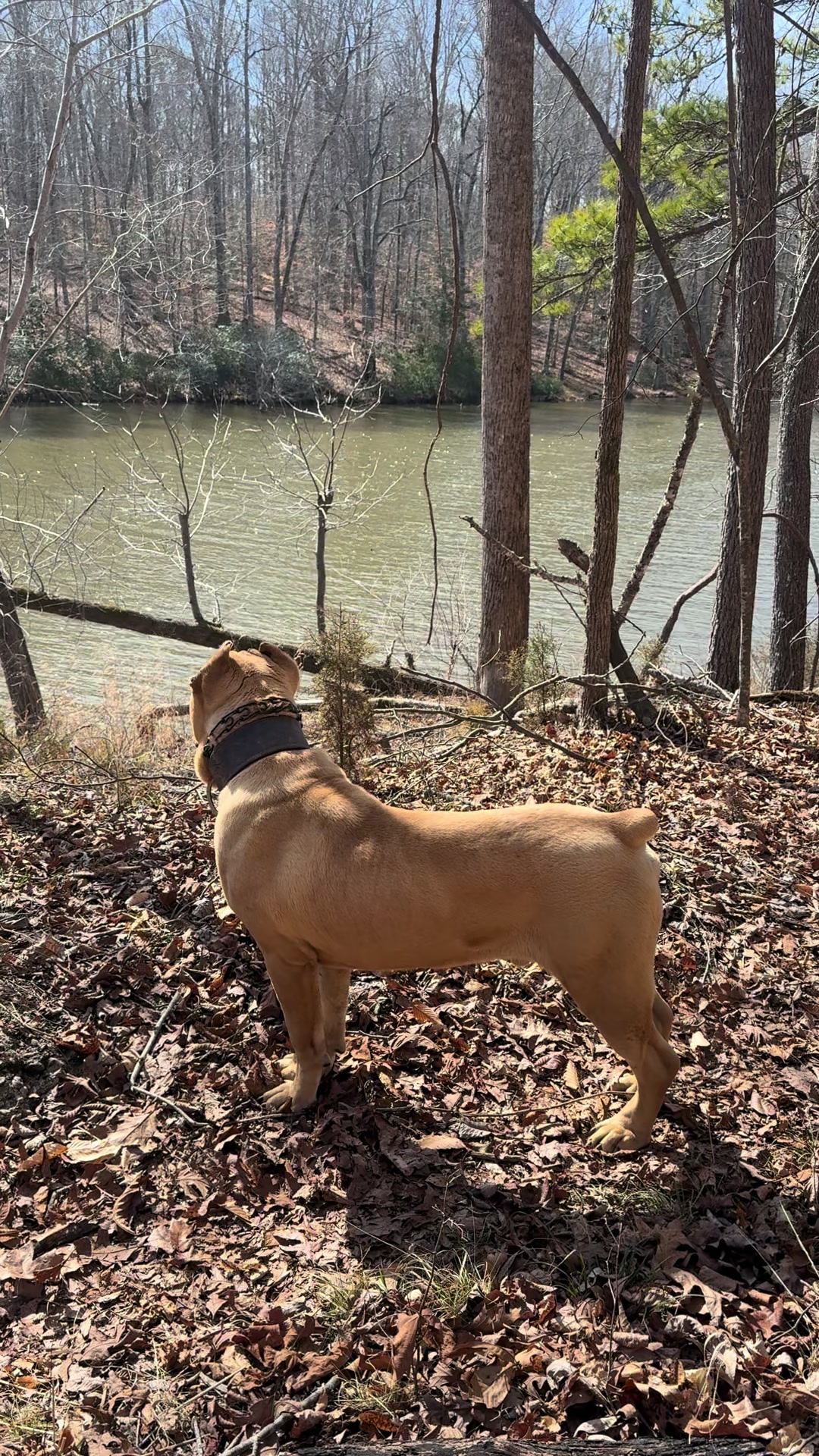 @Irongates Canecorso