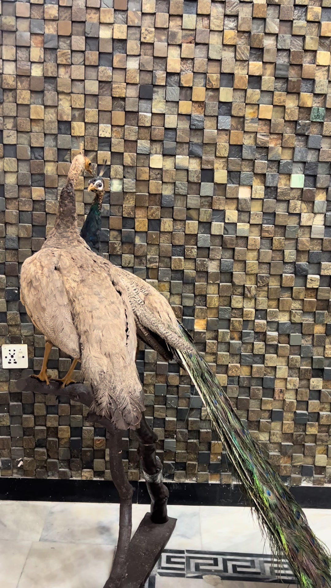 @محمد بھائی راولپنڈی