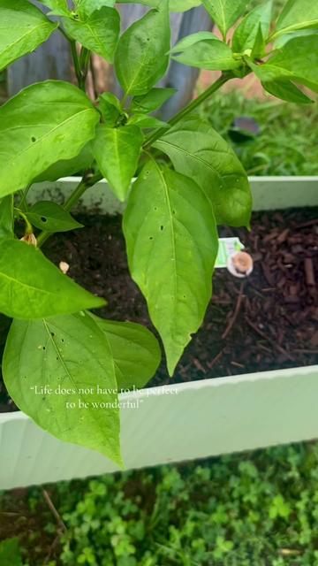 @๐ฒ๐ฝ๐ข๐ต33๐ï3๐บ๐ธ