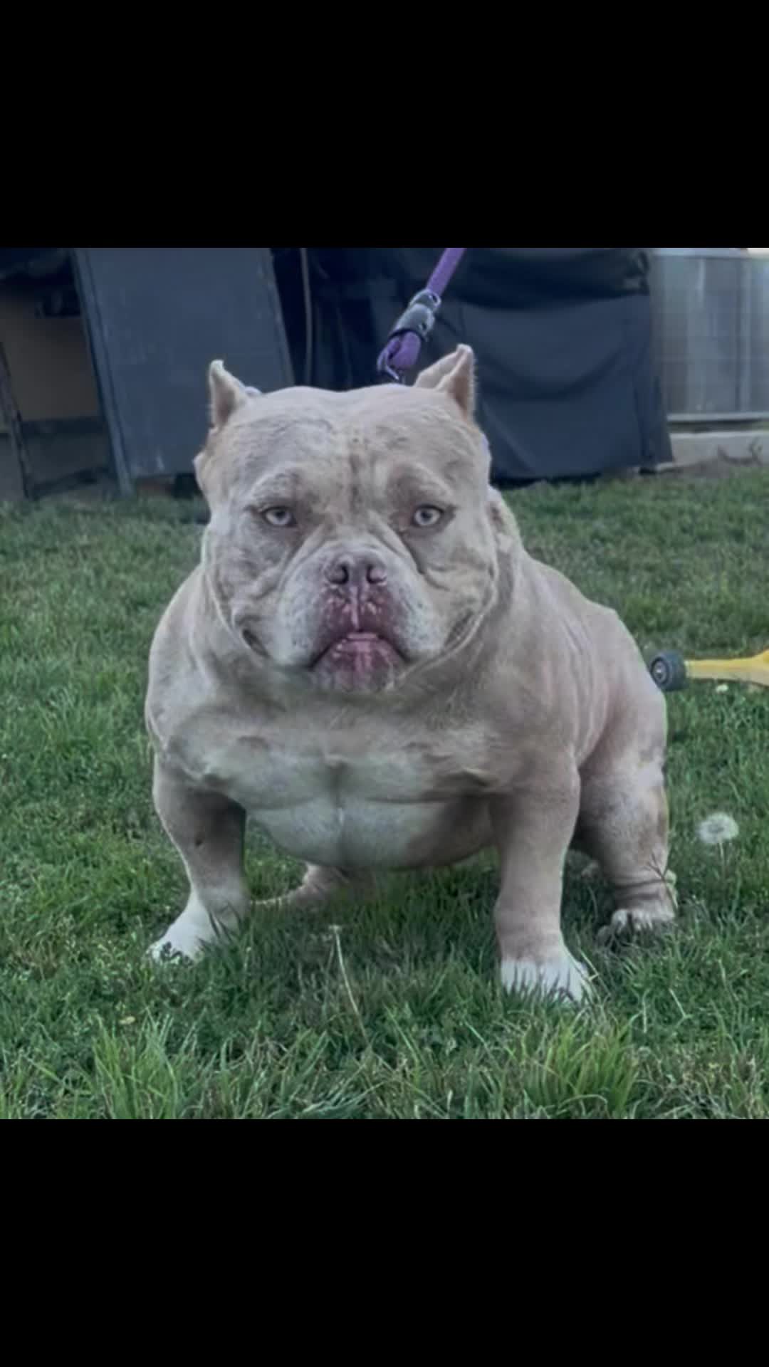 @SGBULLYZ
