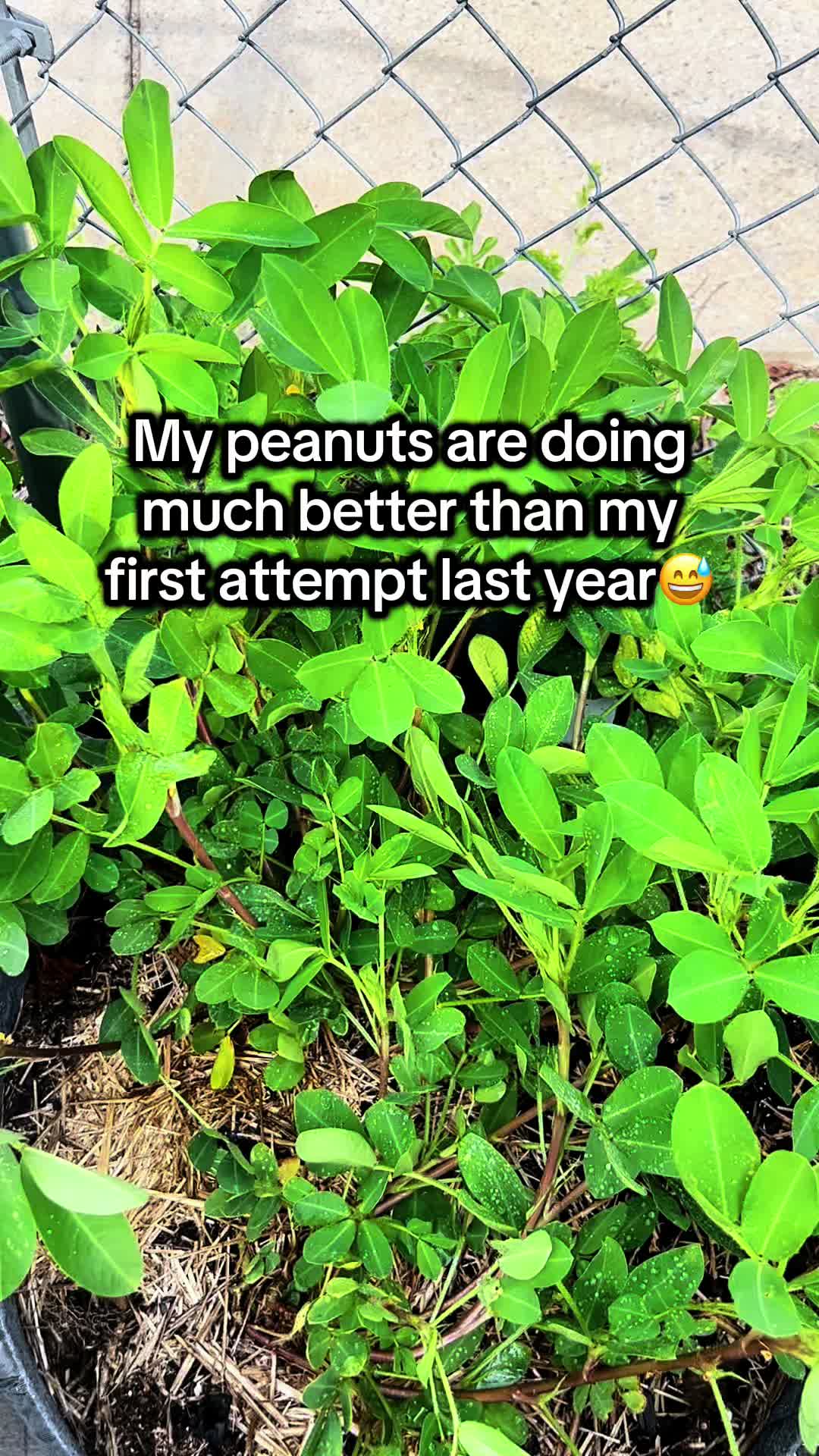 @District Gardening