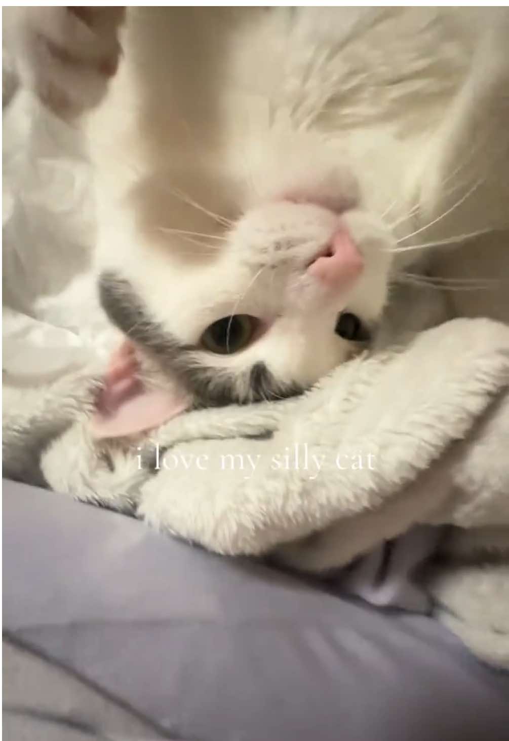 @praisejia