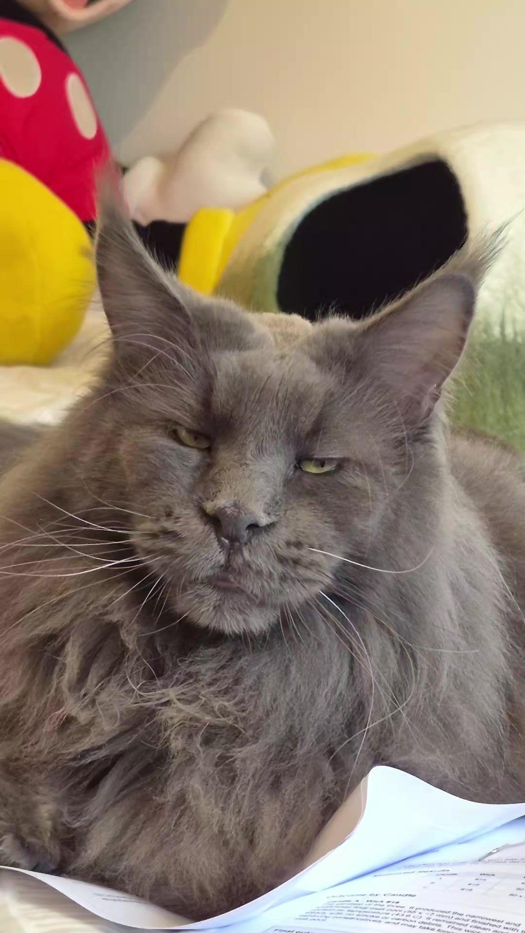 @Ragnar the Maine Coon 🐈