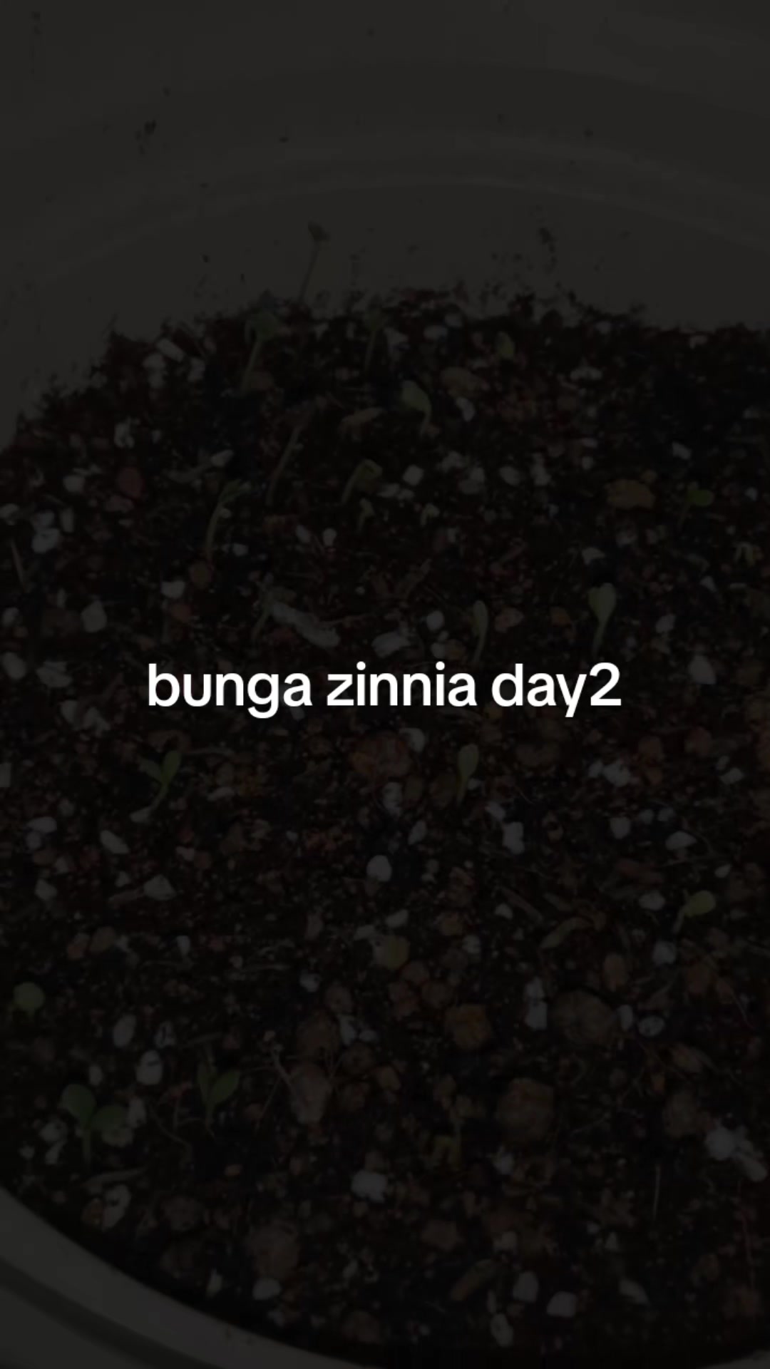 @Mira Rara