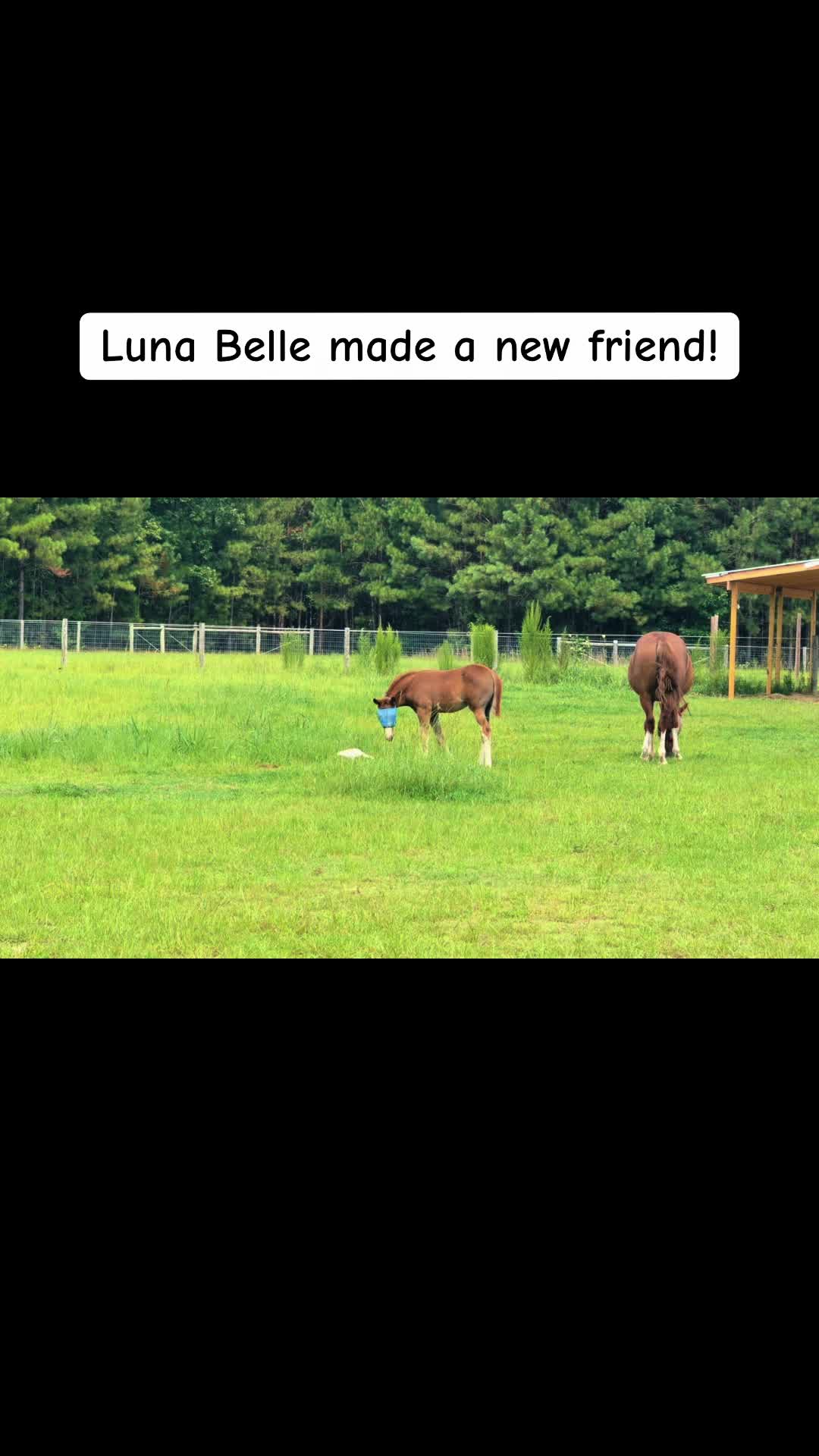 @NKEquestrian