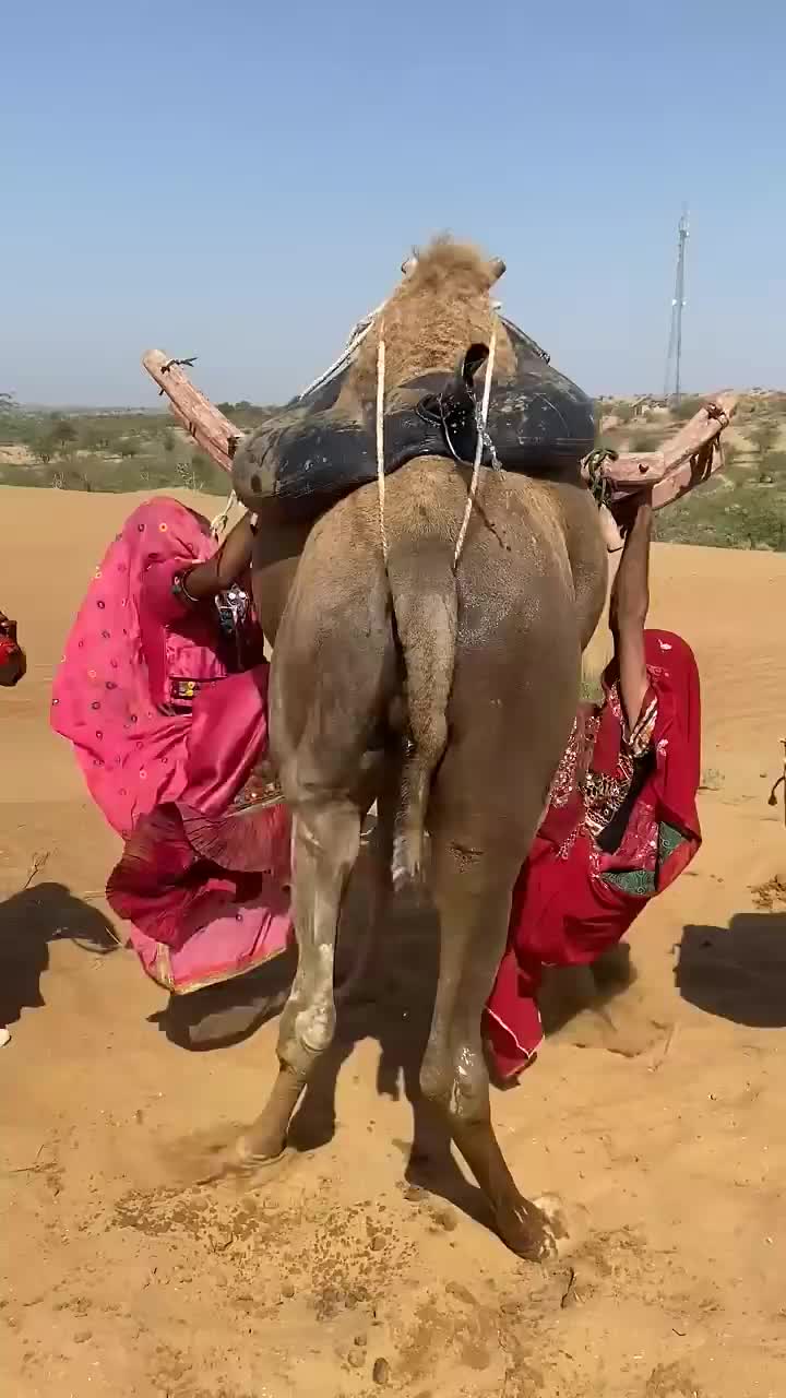 @Sakina 🐪