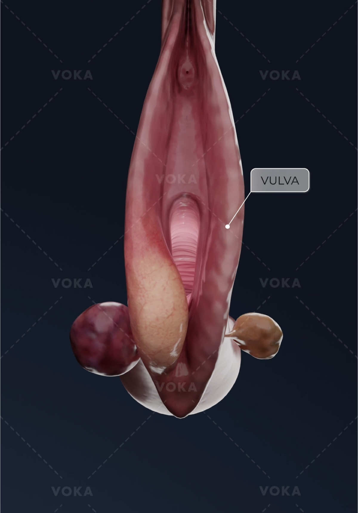 @VOKA 3D Anatomy & Pathology