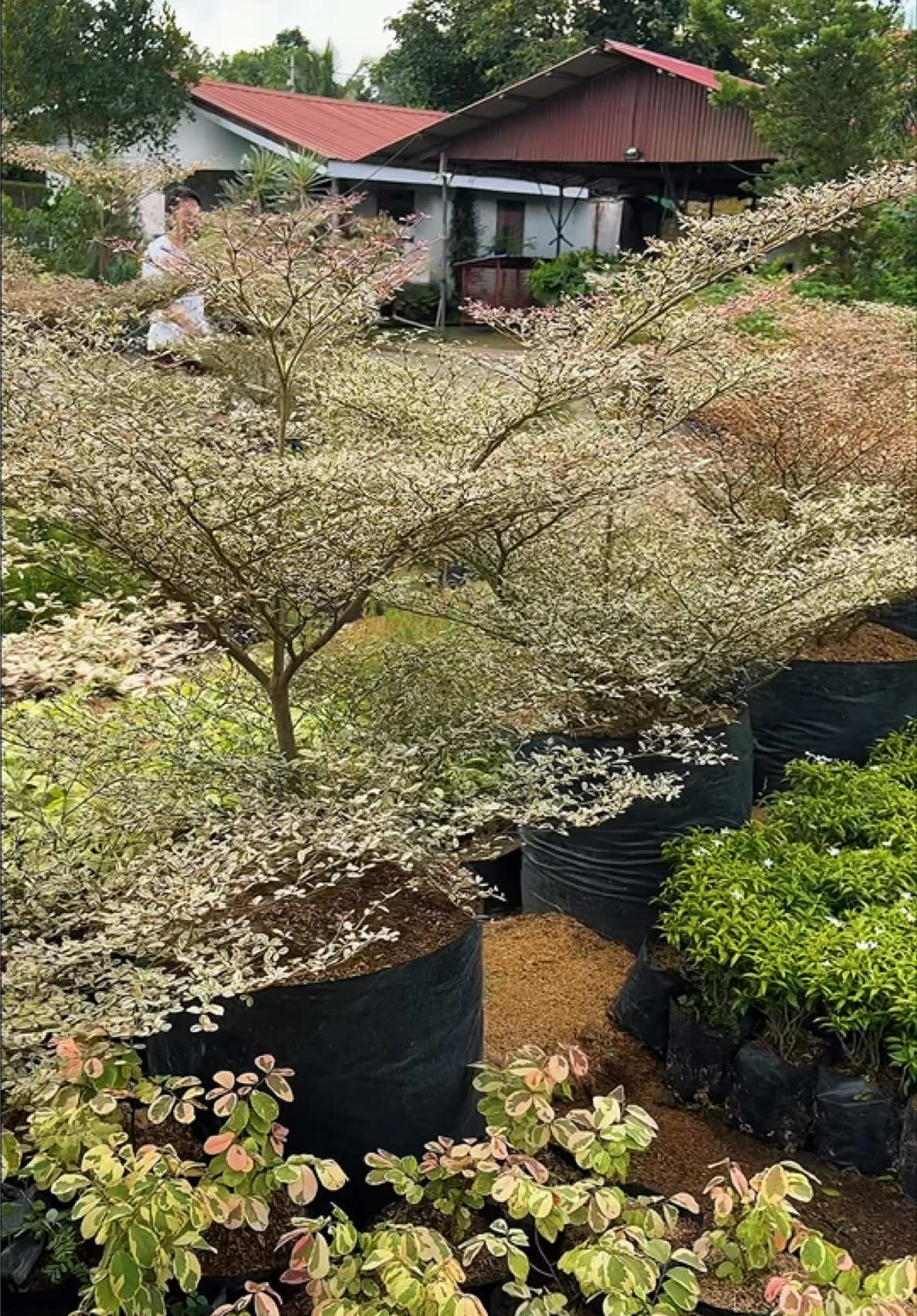 @Jopat&rsquo;s Garden