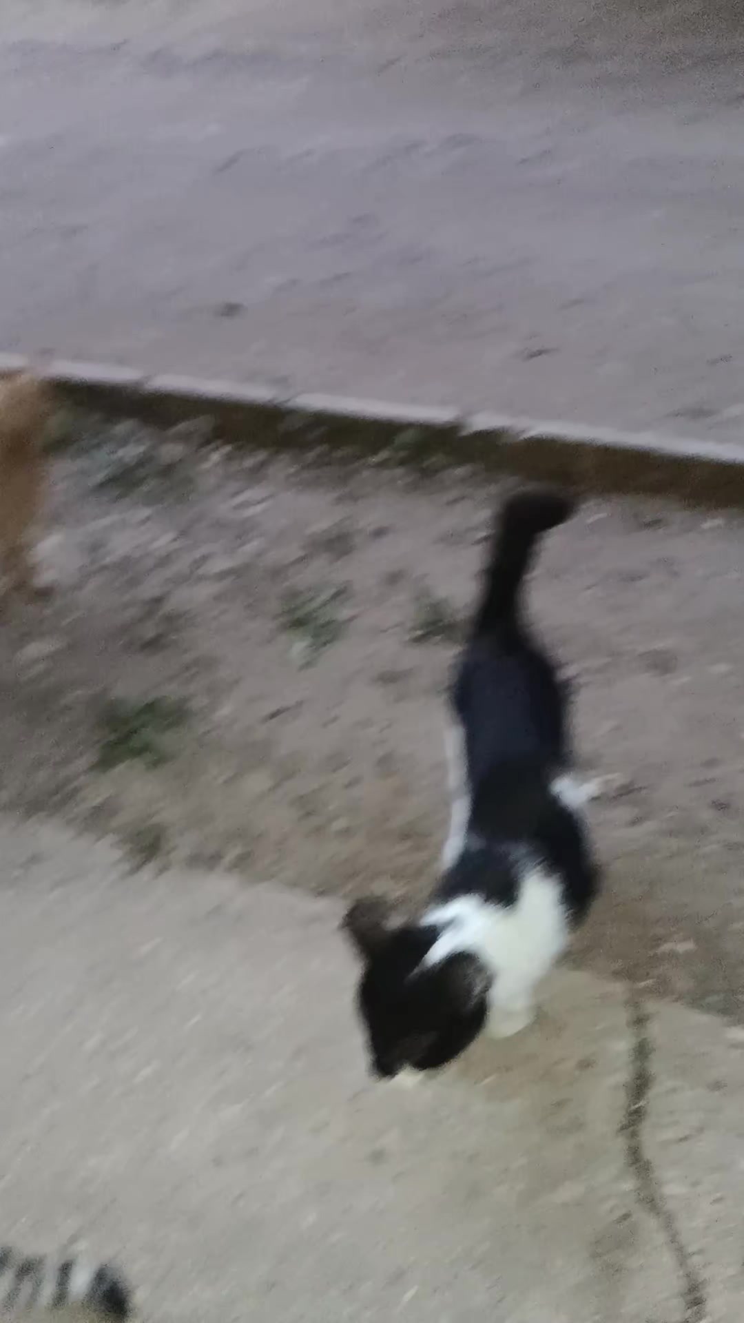 @cats&dogs)