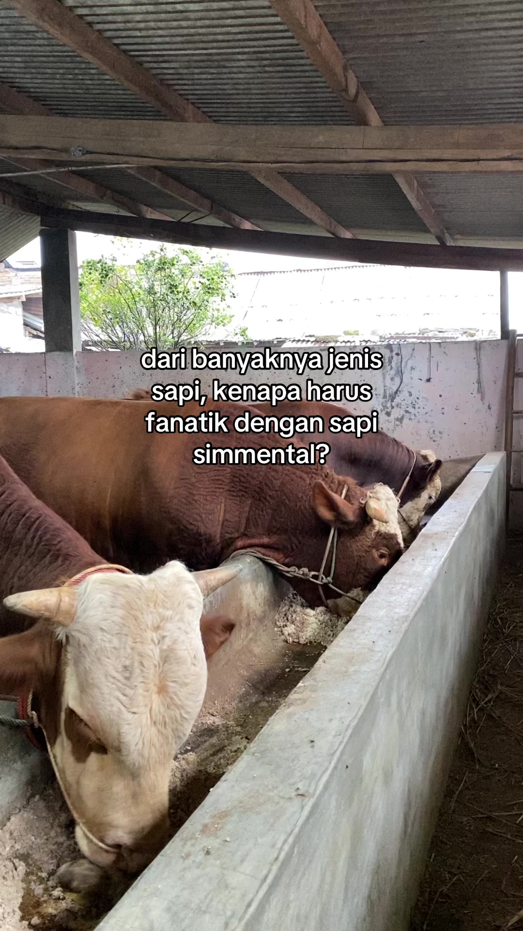 @KANDANG NDESO