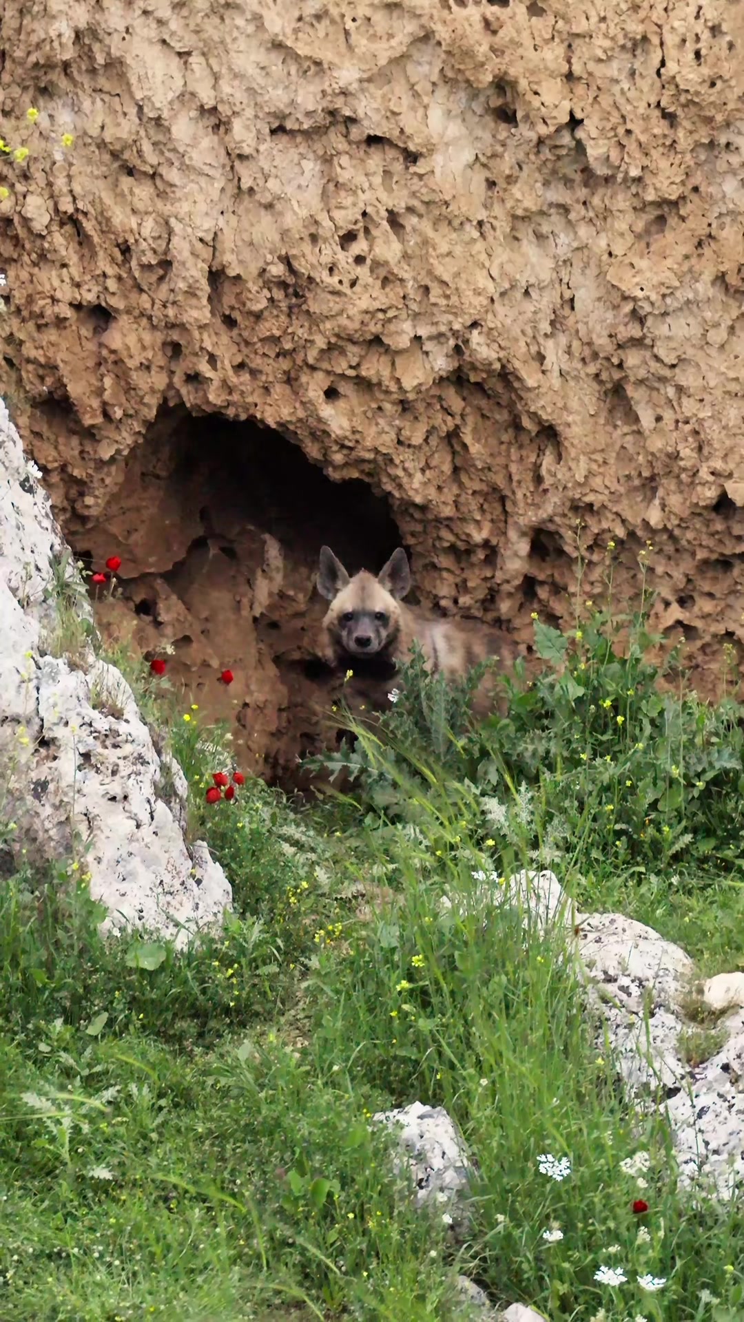 @Doğanay Vural