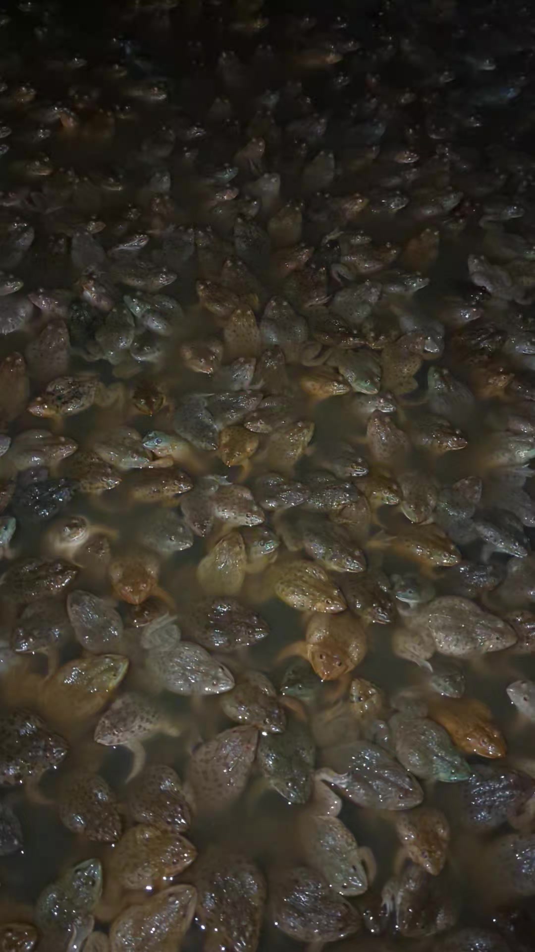 @Hồ Nguyên