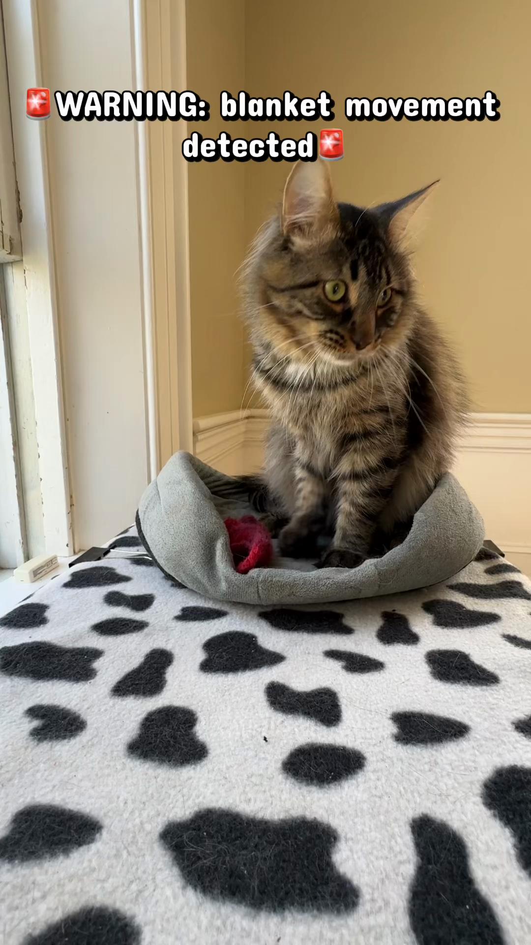 @North Toronto Cat Rescue
