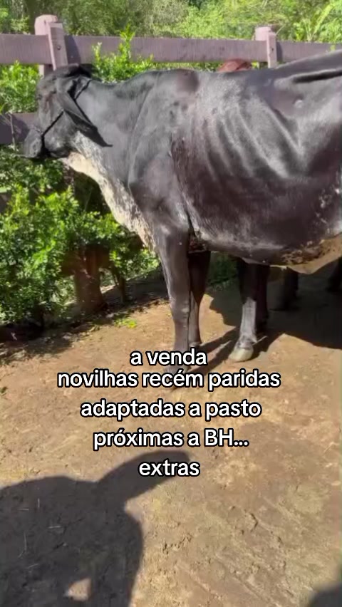 @marketing_do_gado