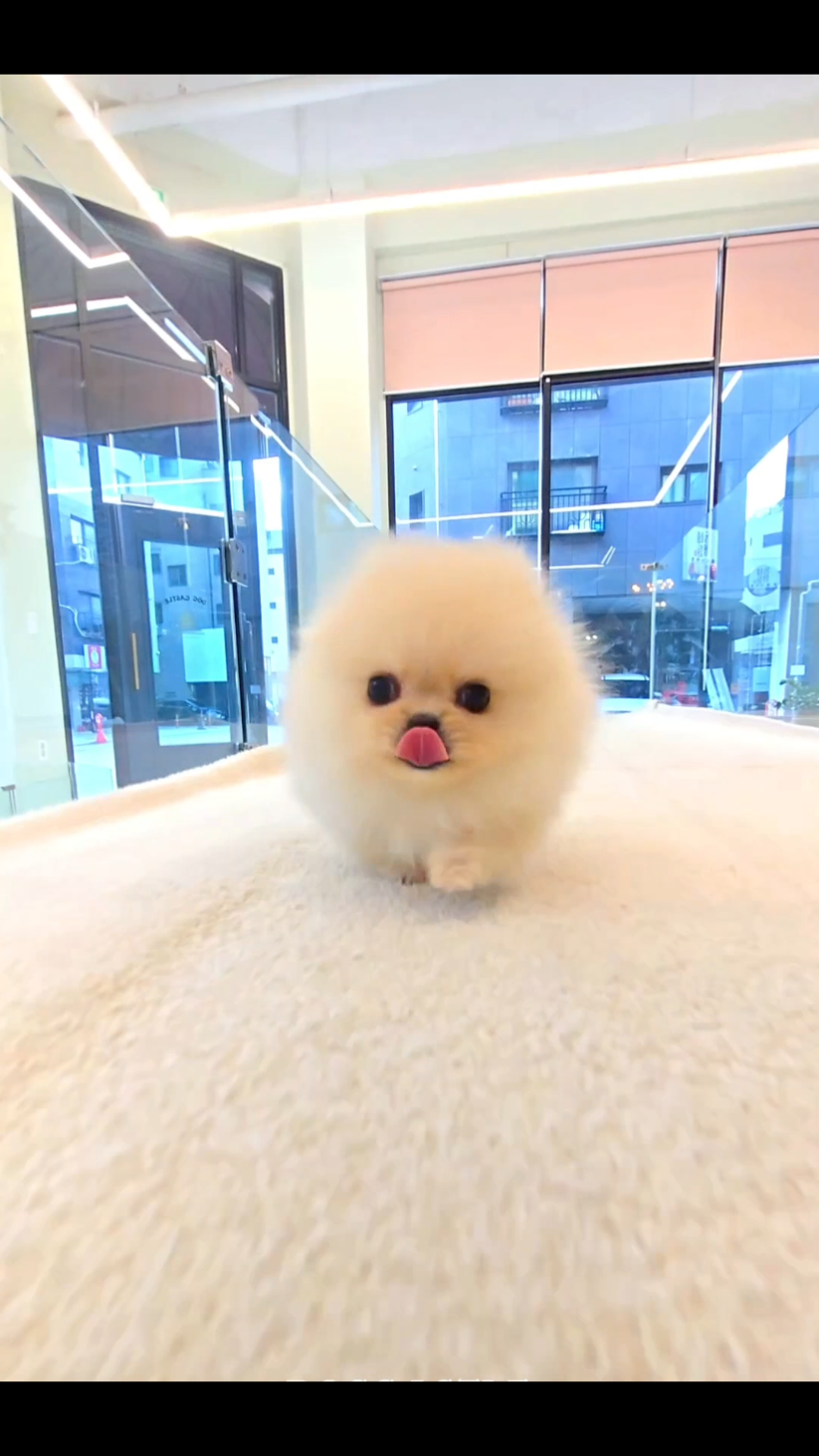 @Dogcastle_TH