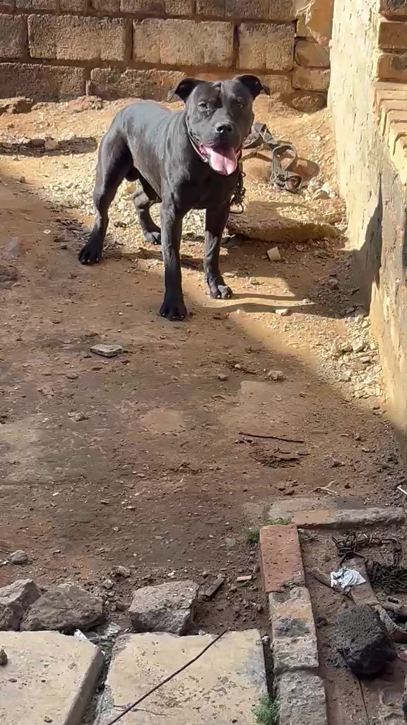 @game dogs apbt