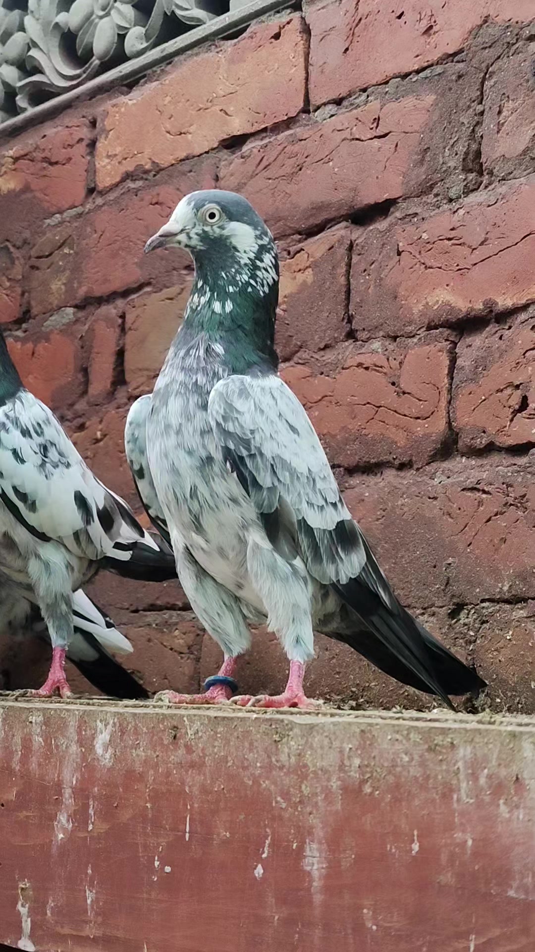 @سید عدنان شیراز