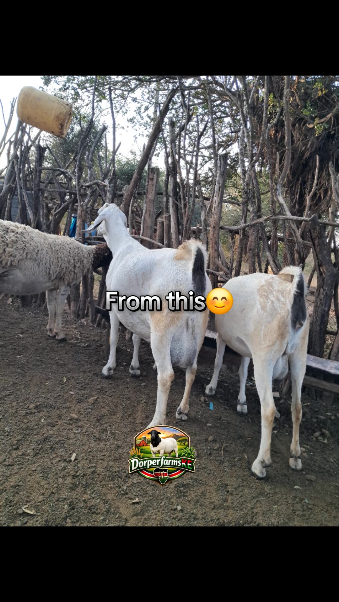 @DorperfarmsKE