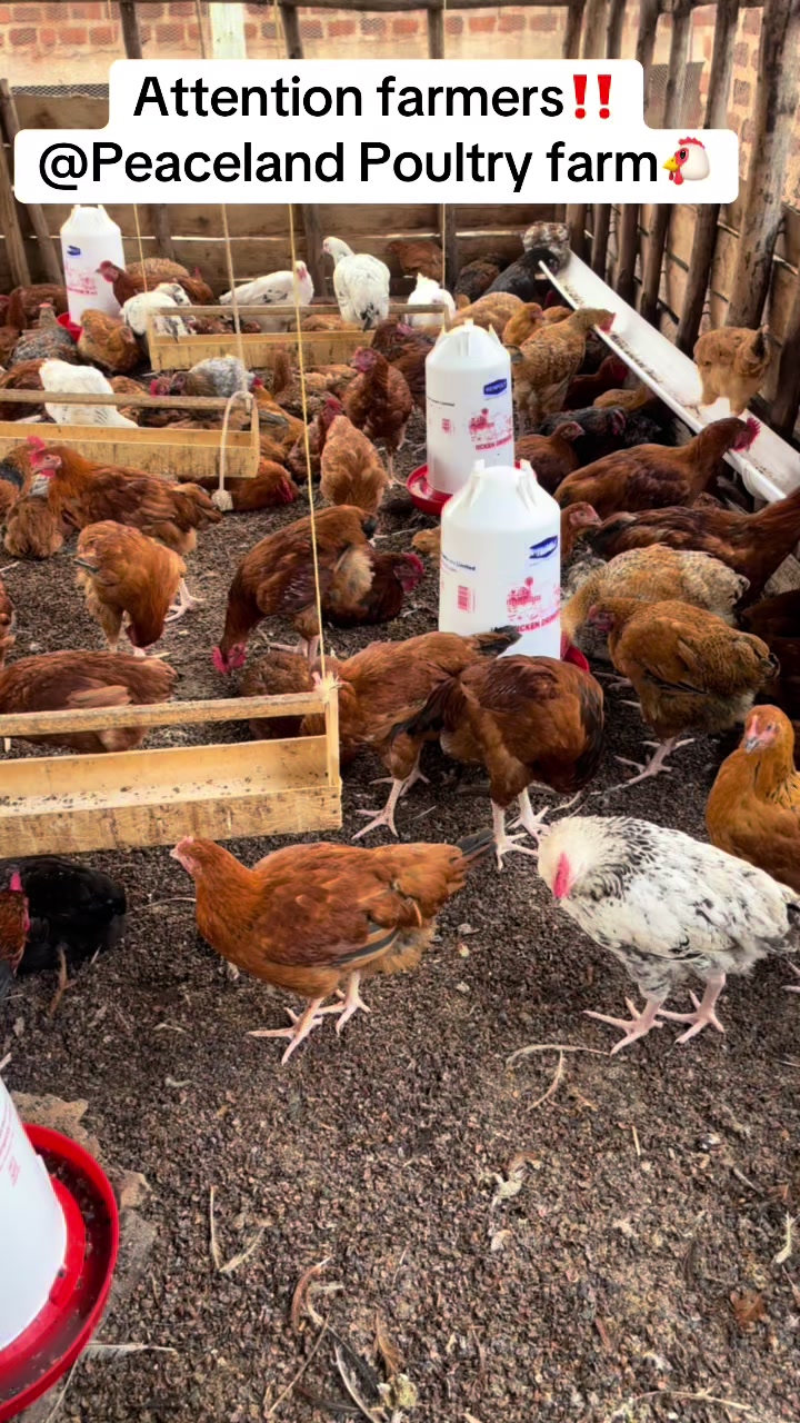 @Peaceland Poultry Farm🐔🐣🐓