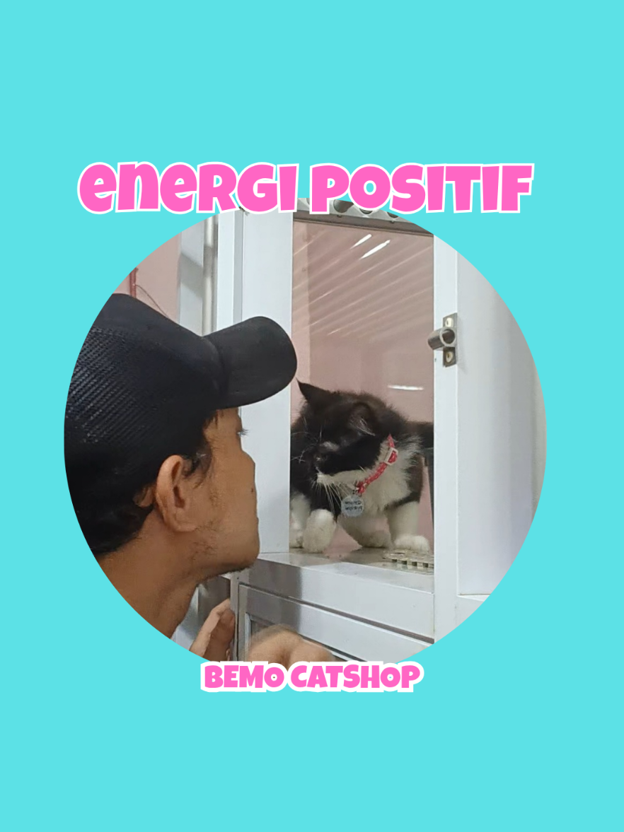 @Bemo Catshop
