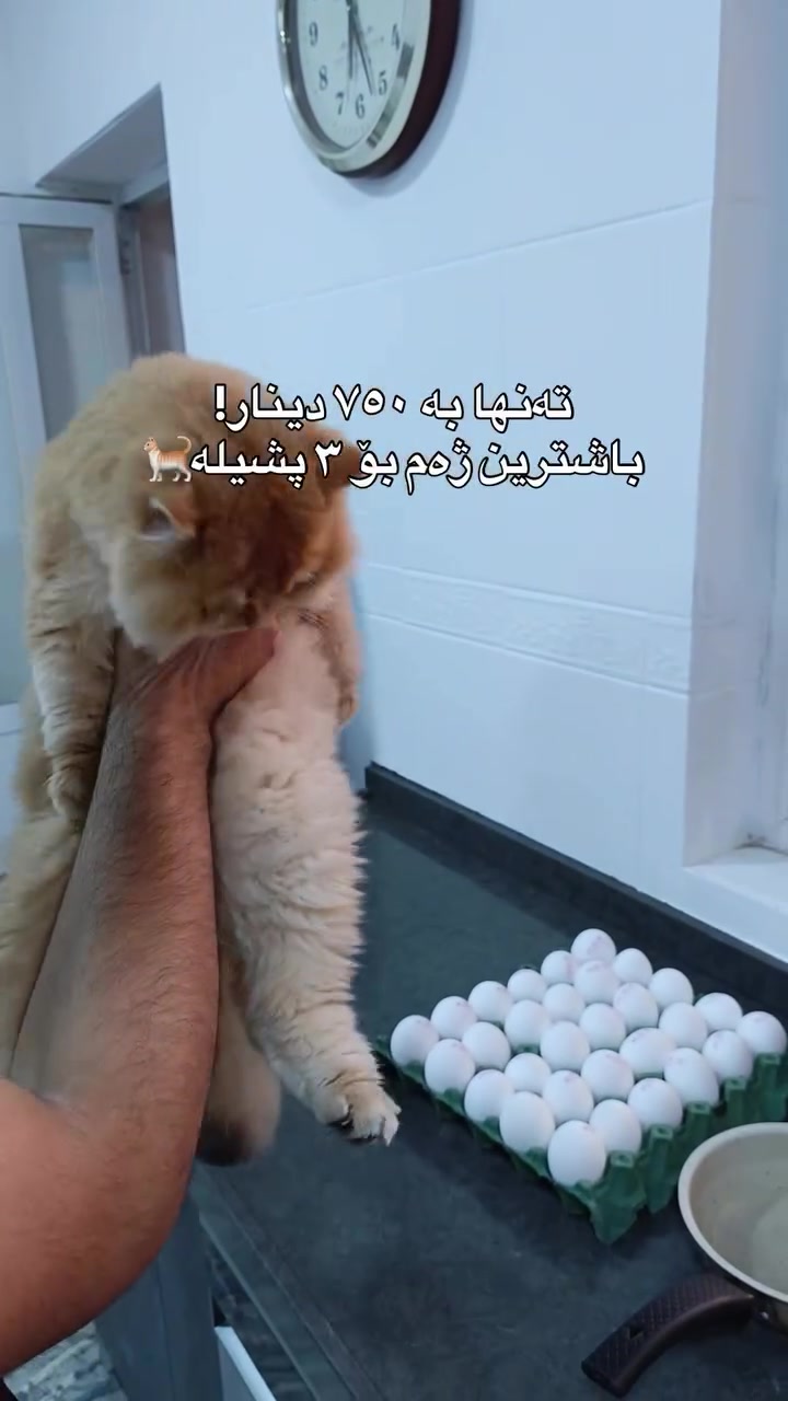 @سێ پشیلەکە🐾