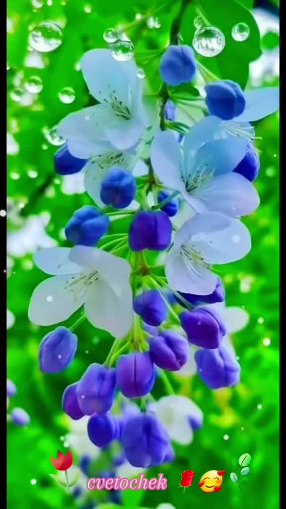 @🌸CvetocheK🌸