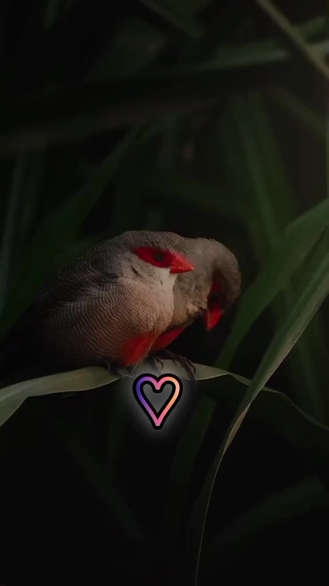 @❀𝐐𝐔𝐑𝐀𝐍♡𝐕𝐈𝐁𝐄𝐒❀