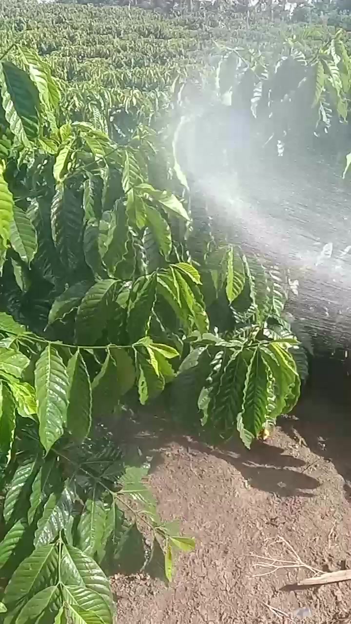 @petani