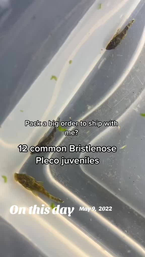 @MG Aquatics LLC