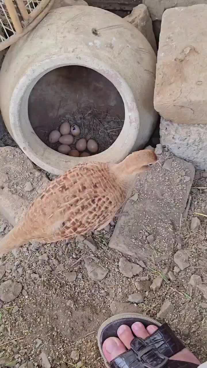 @Birds Lover