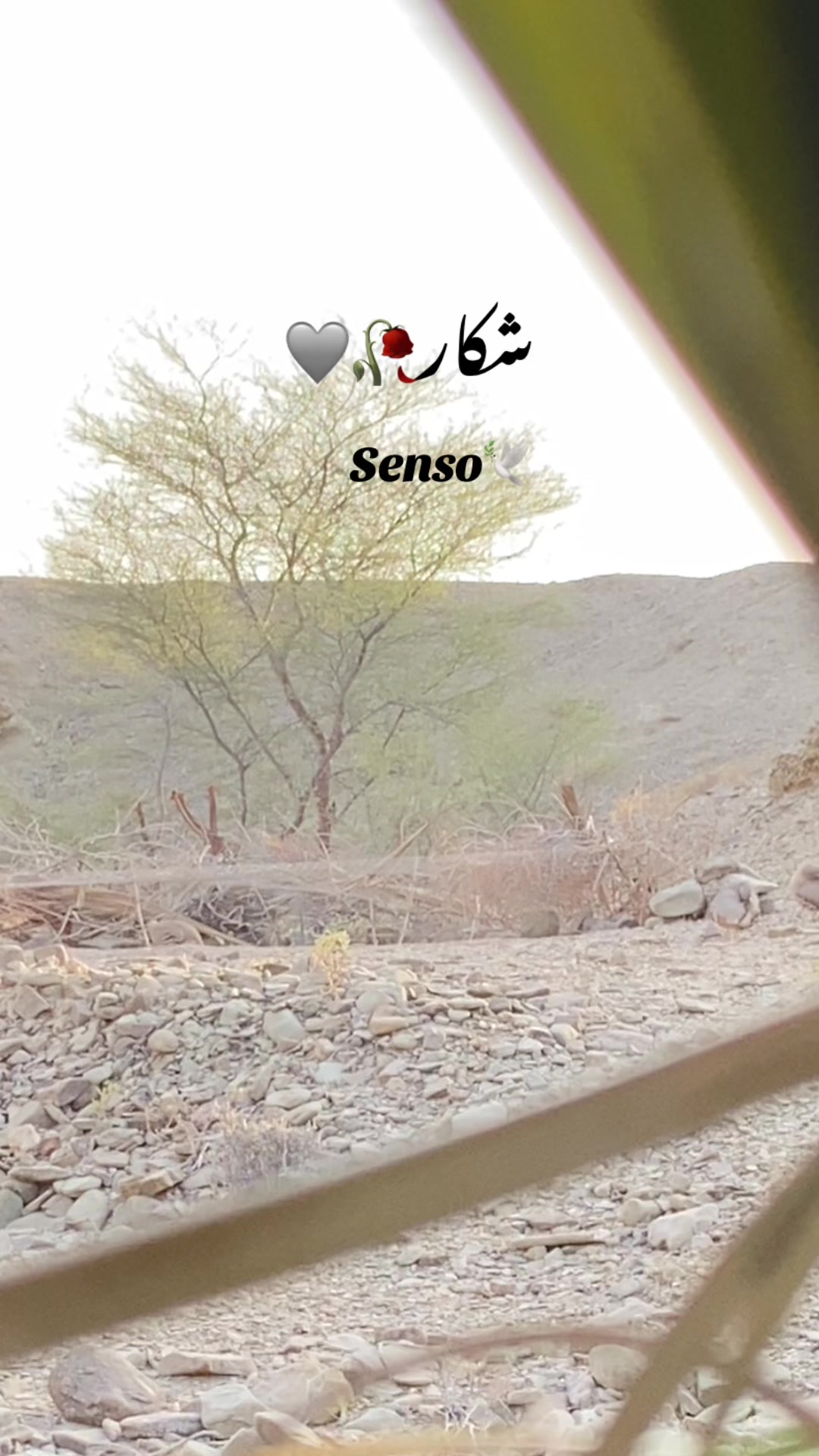 @🌜من من آں ـ🌛🌸