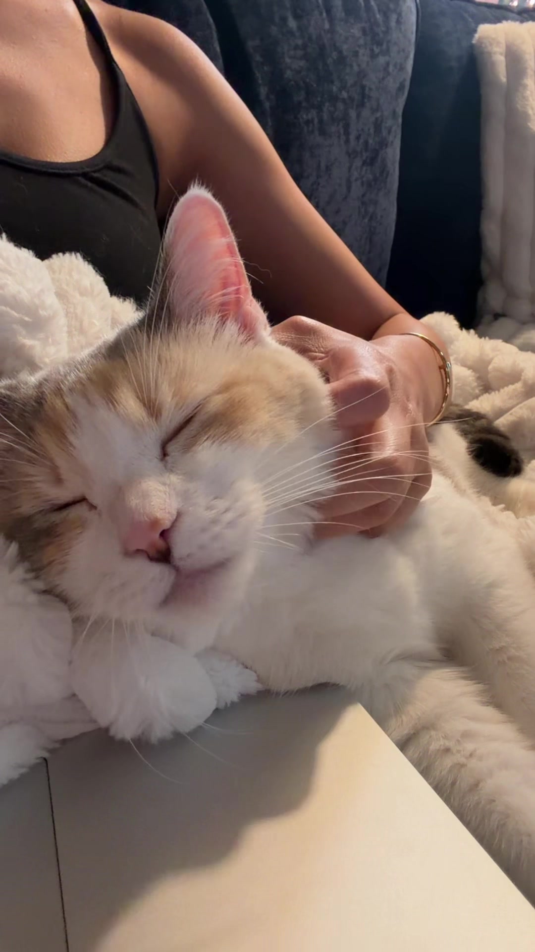 @Panko Cat