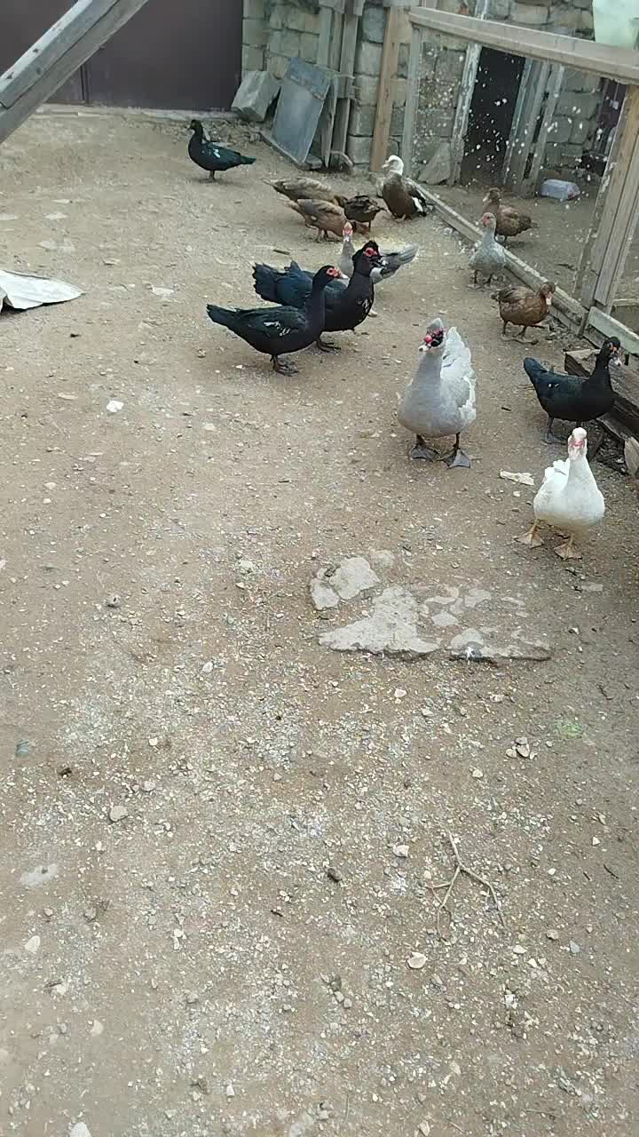 @LaL OrdəK Təsərüfatı balaxani4