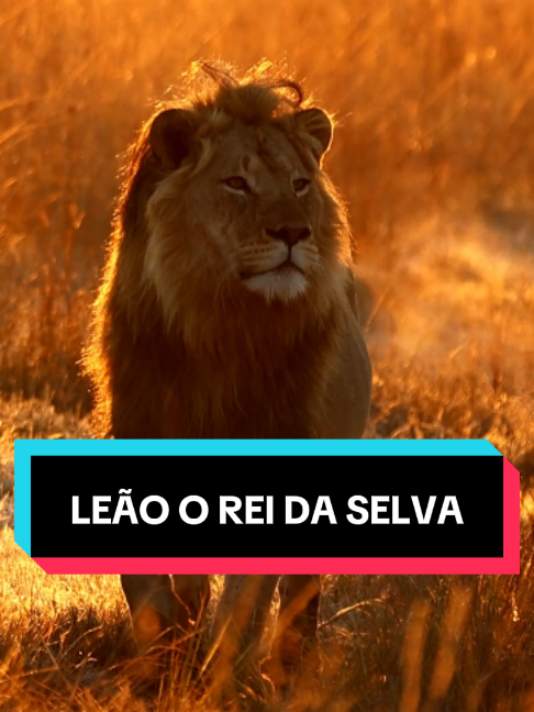 @Curiosidade em Orbita
