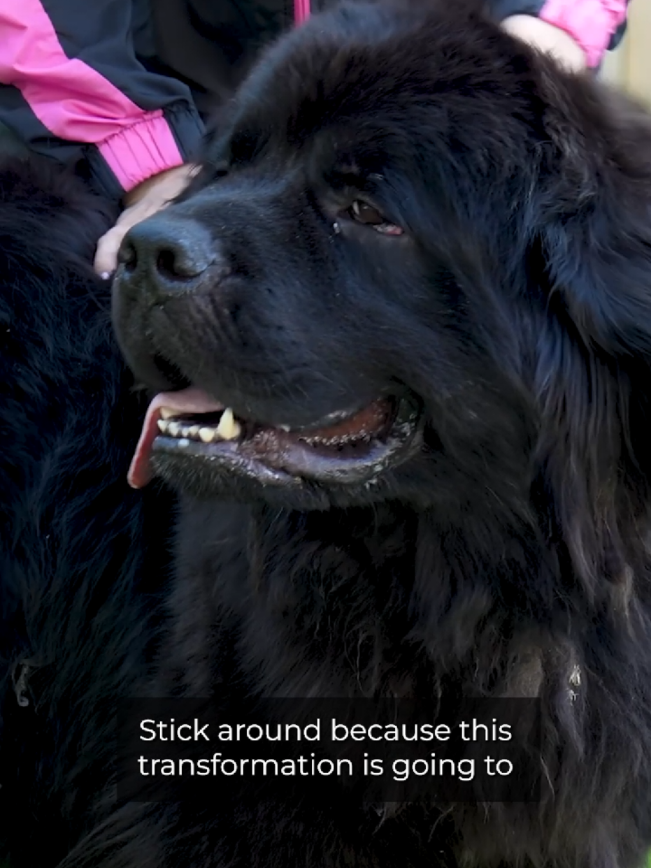 @Girl With The Dogs