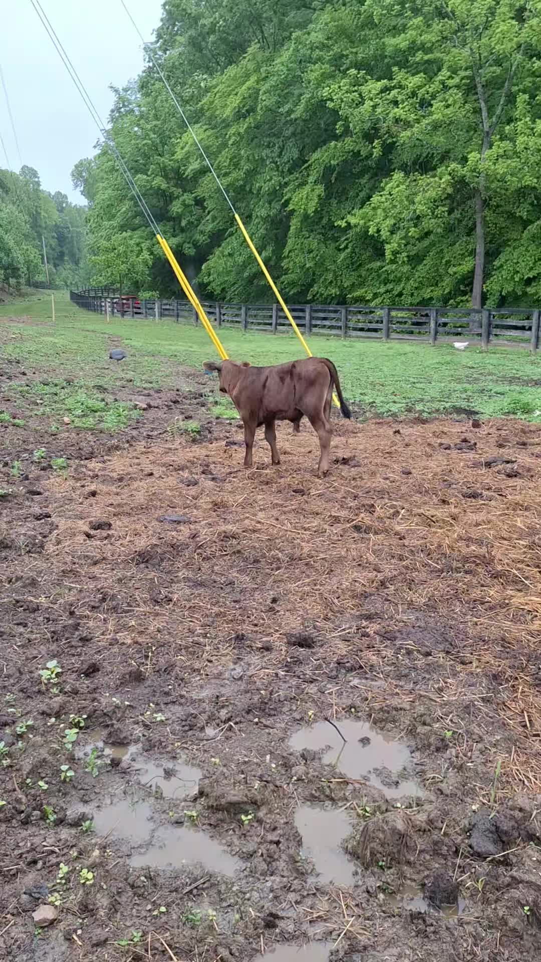 @Grand_Hill_Farm