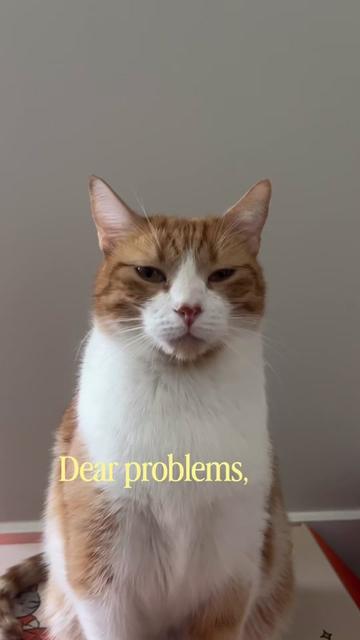@One and a Half Orange Cats