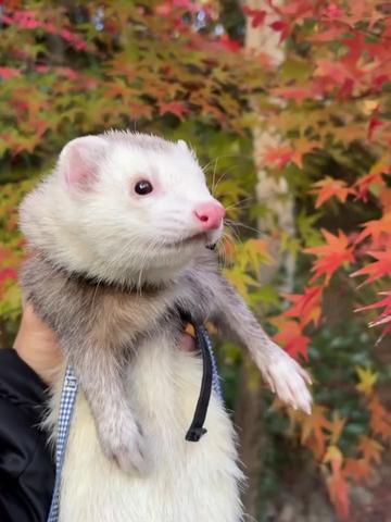 @Little star ferrets