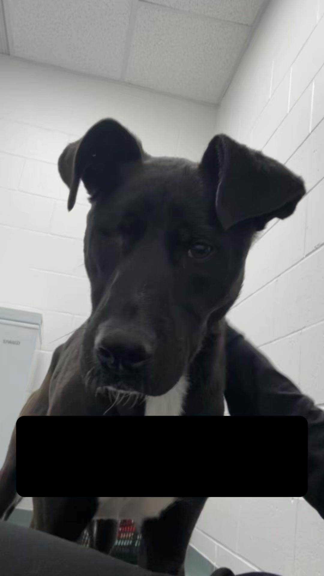 @CambridgeHumaneSocty