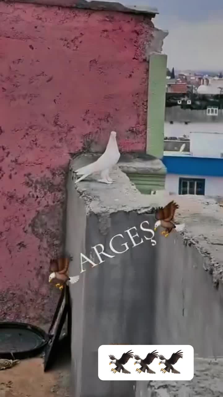 @47 argeş
