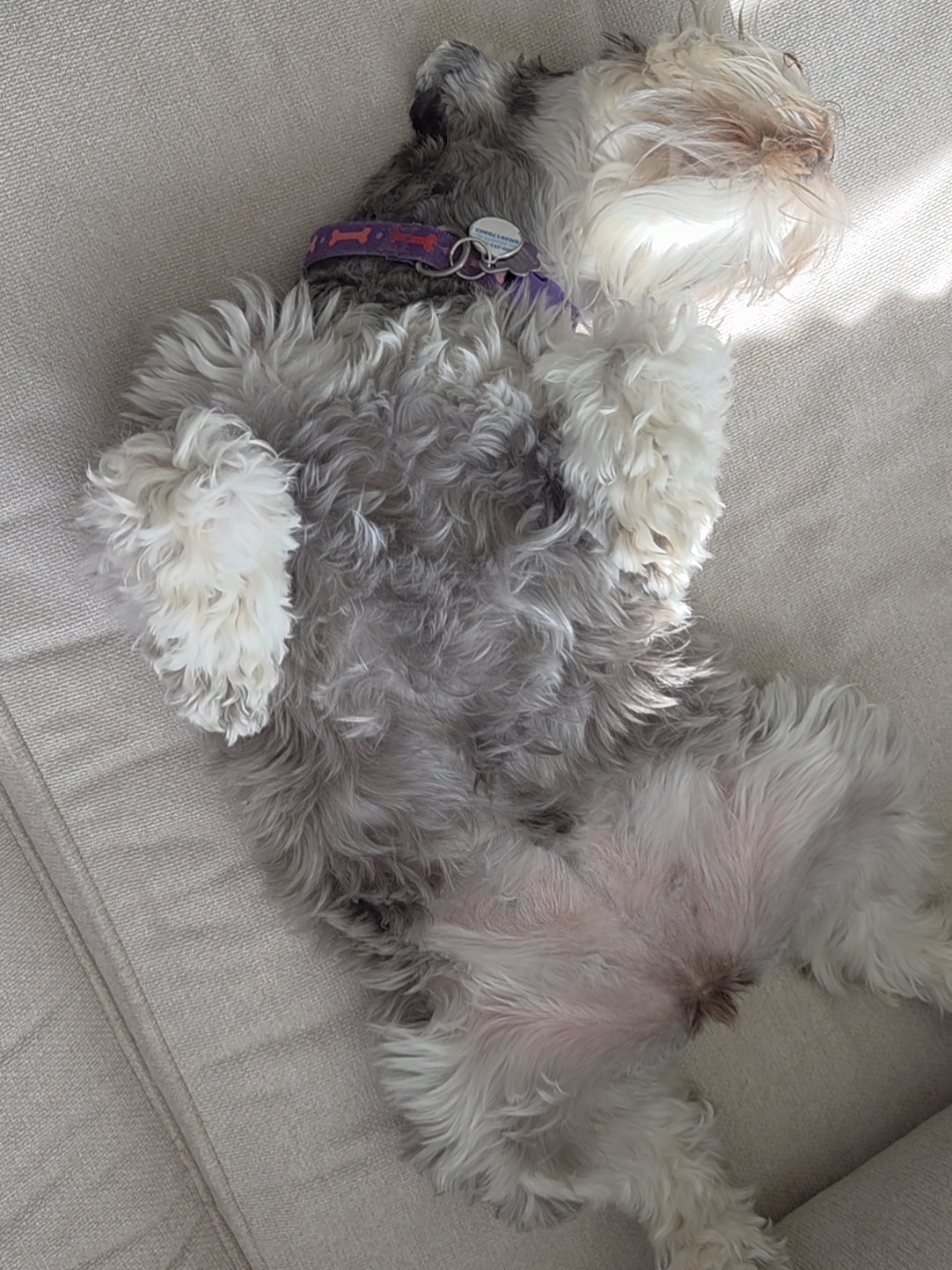 @Schnauzer Intelligence