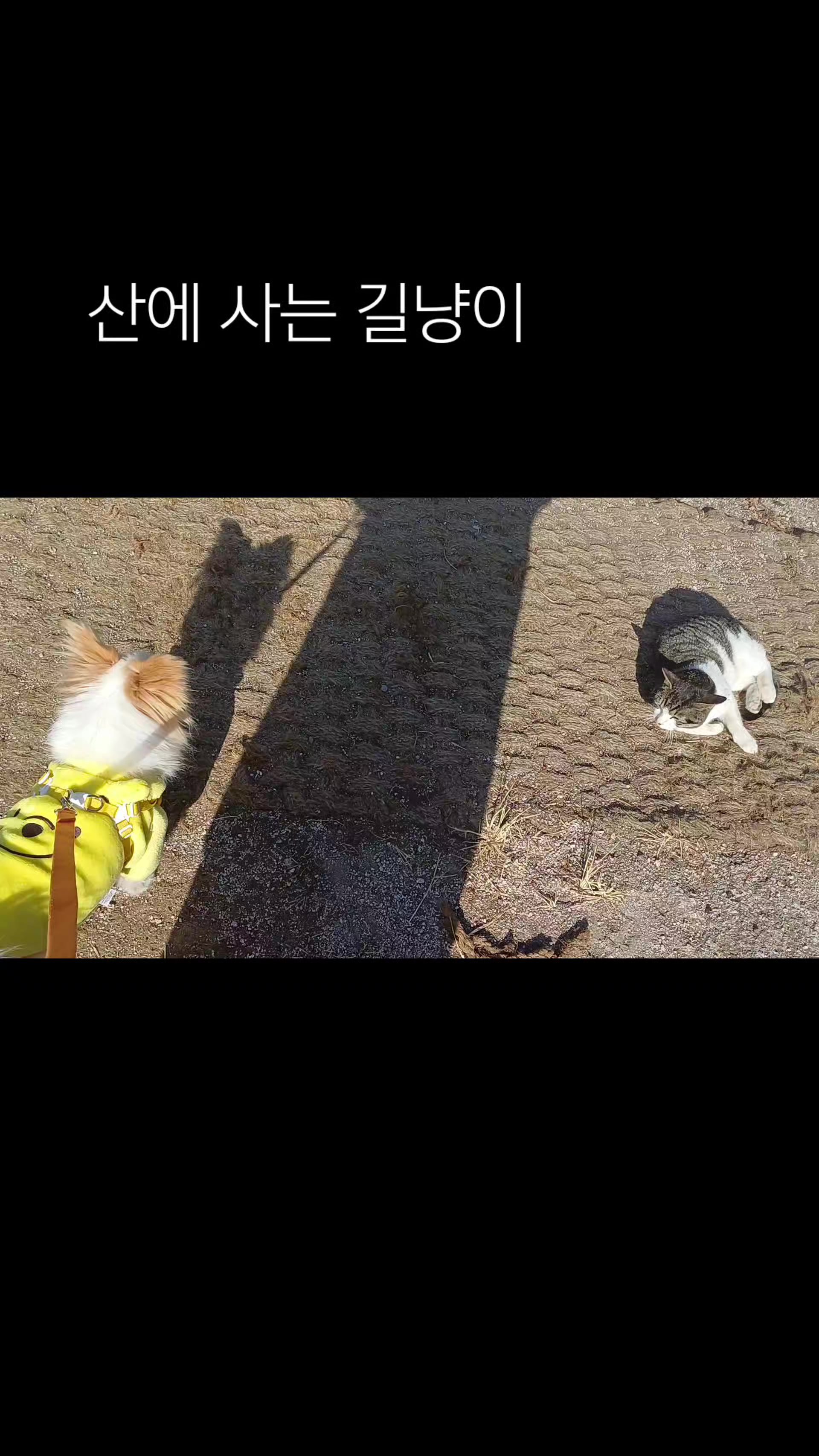 @나의 갓생 사는 동물 스토리