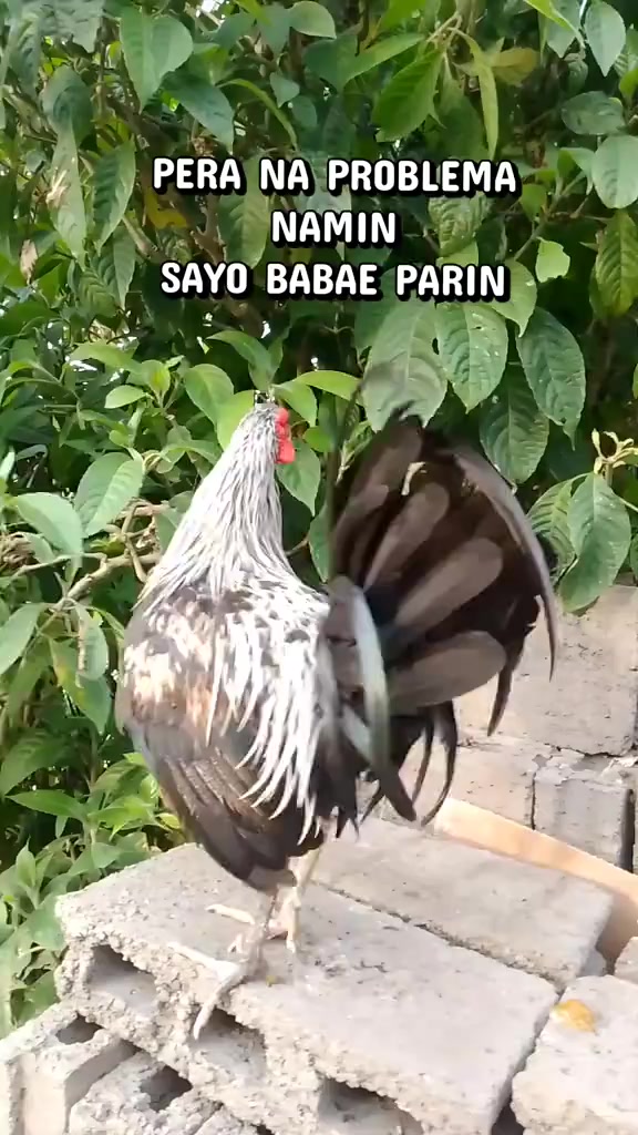 @vinsoy