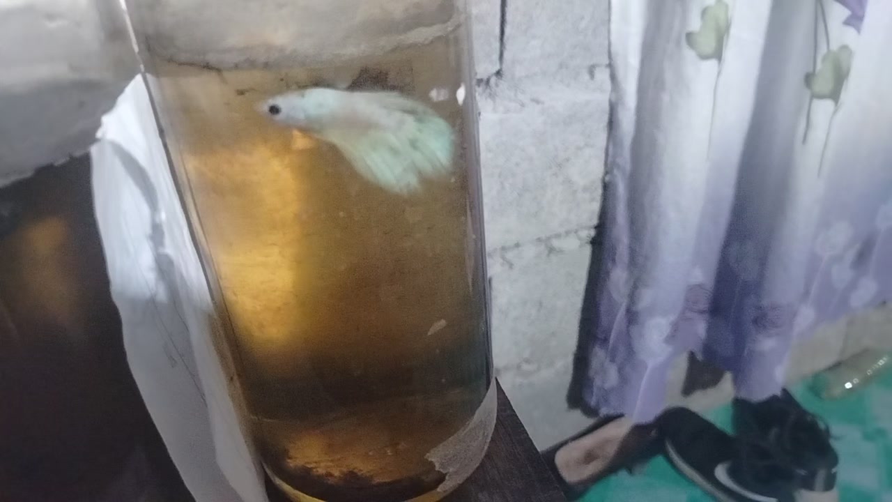 @Fish keeper