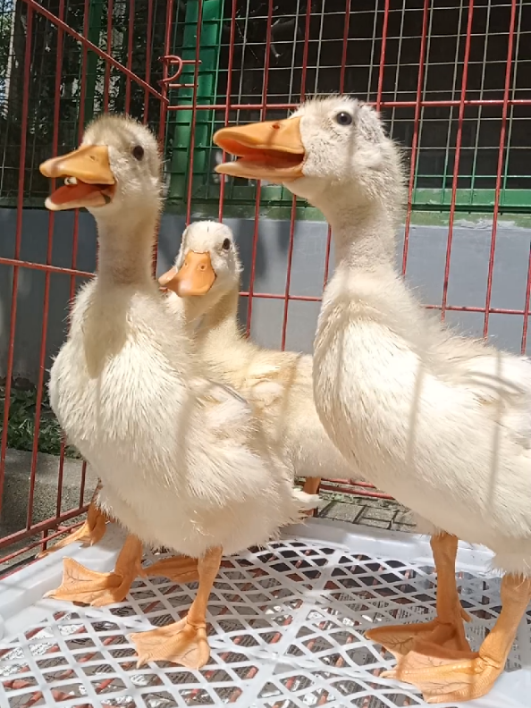 @mediykfarm